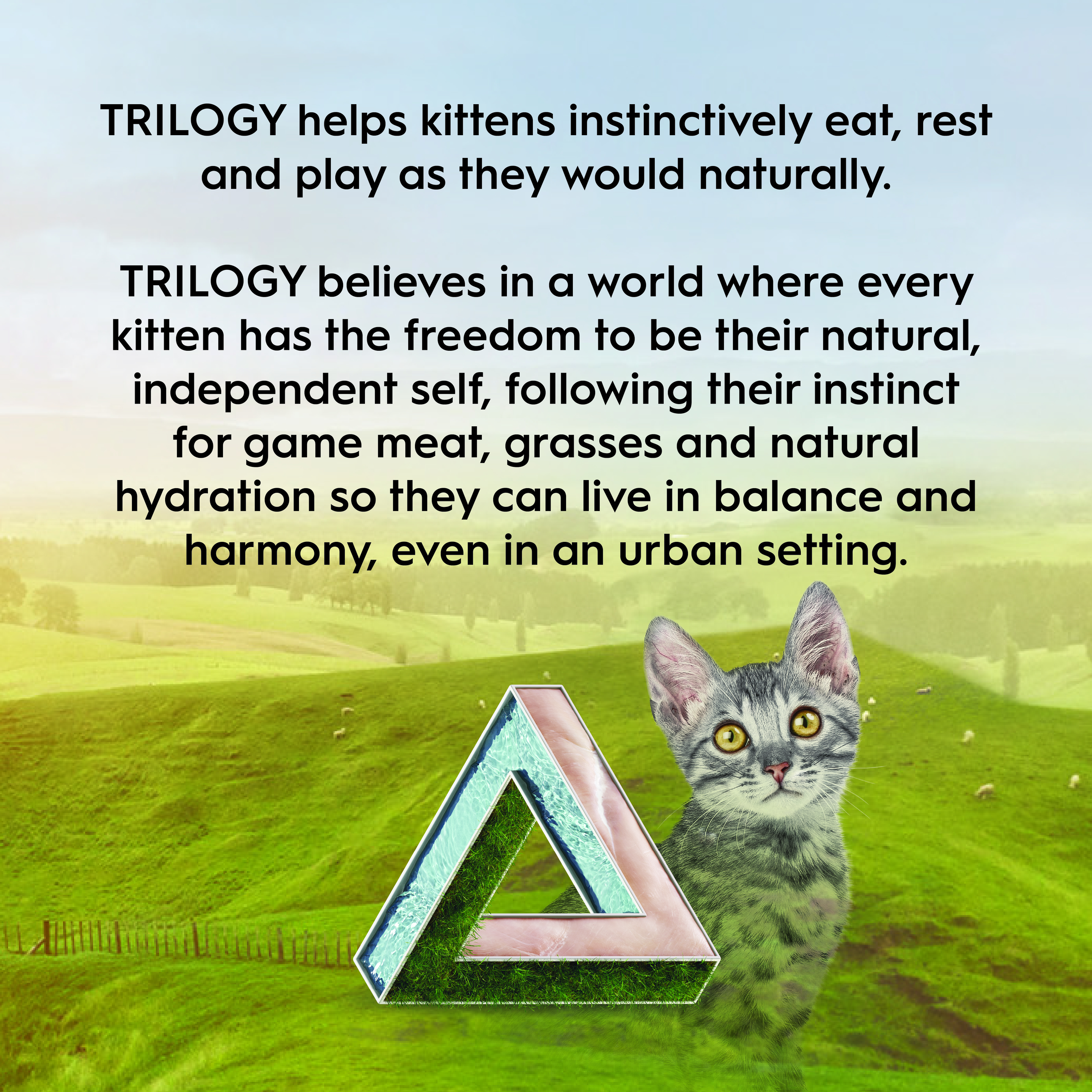 Trilogy Kitten Wet Chicken in Bone Broth 85g Multipack (24 cans)