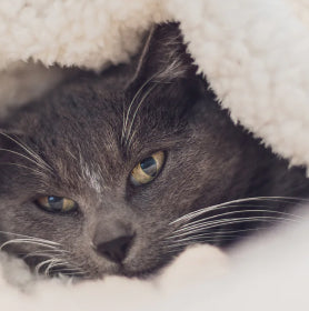 Reducing anxiety in cats
